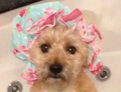 boarding kennels and dog spa